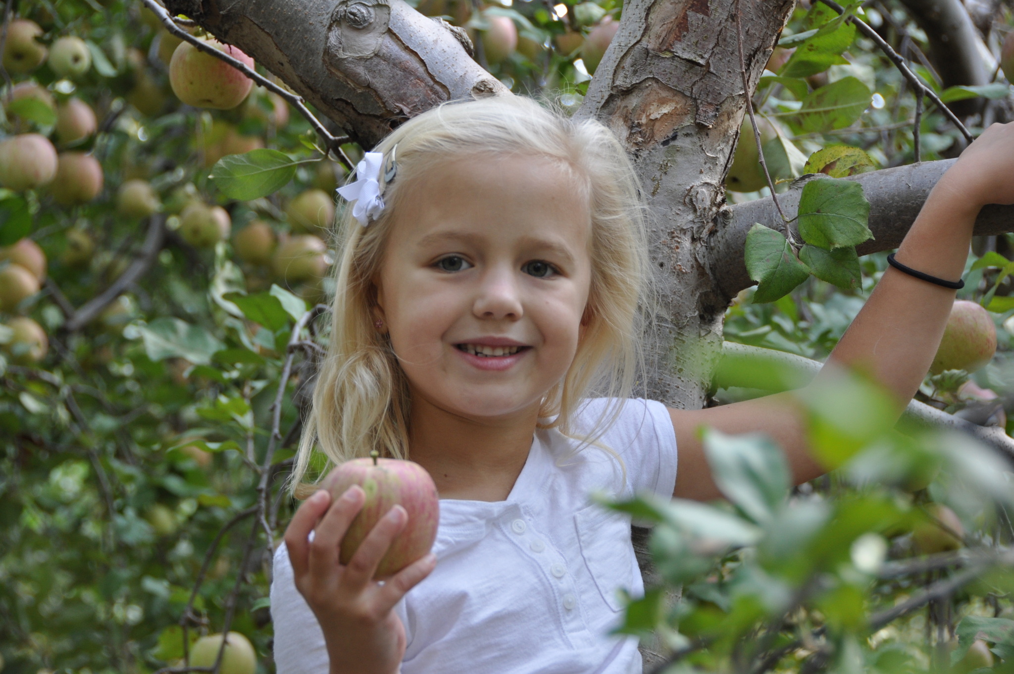 Apple Picking in the Mountains